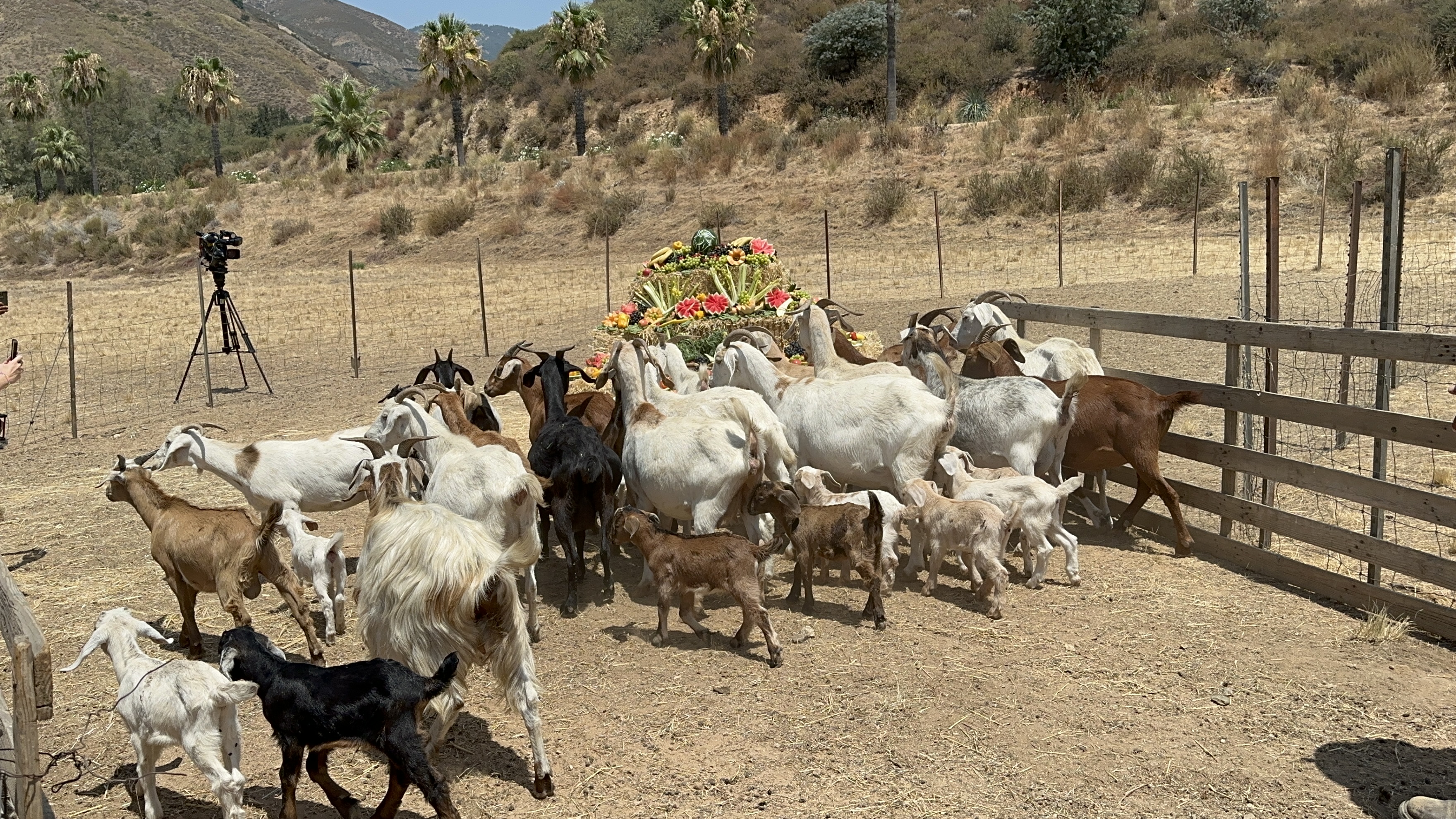 Mother and baby goats gather around for a treat of fresh fruits and veggies before going to remove more brush