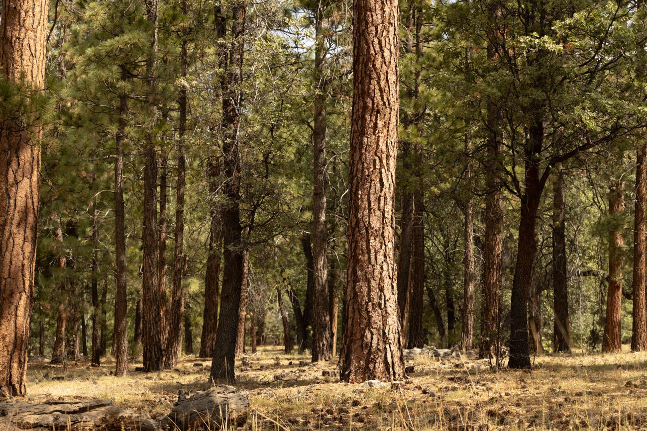 Pine Trees